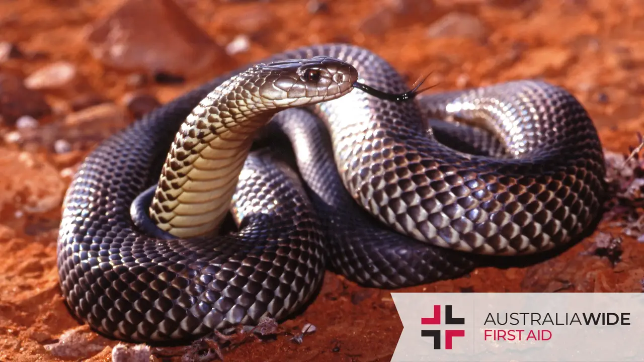 King brown snake coiled up red soil