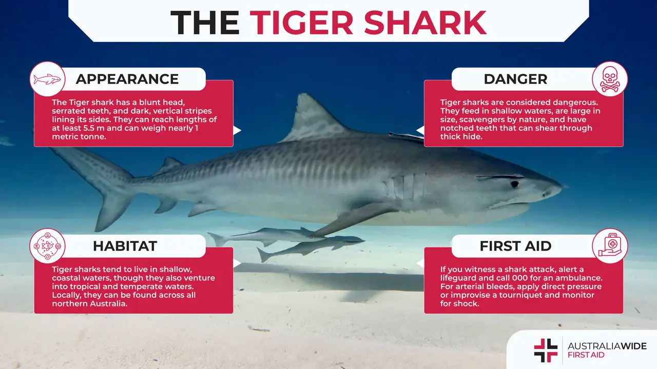 Infographic about Tiger sharks