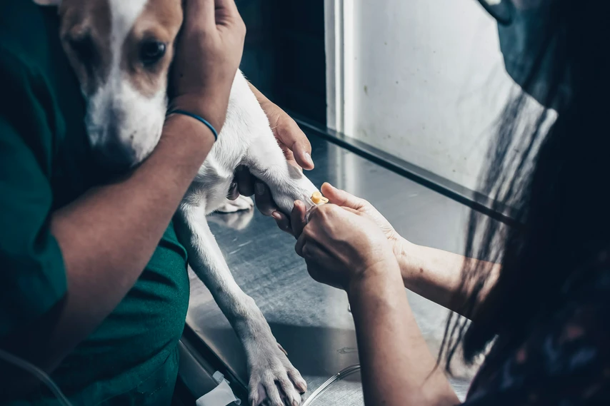 Dog getting IV at a vet