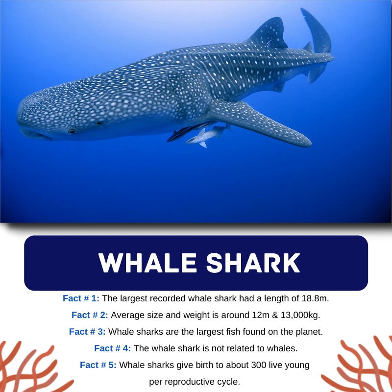 Whale Shark